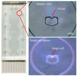 미세유체 챔버와 결합된 전극 및 단일세포가 전극위에 포획됨을 확인함