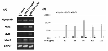 발아현미 상황버섯 (PBR) 이 근육 분화 관련 mRNA인 myoD, Myf5, Myf6 expression (A) RT-PCR, (B) qRT-PCR
