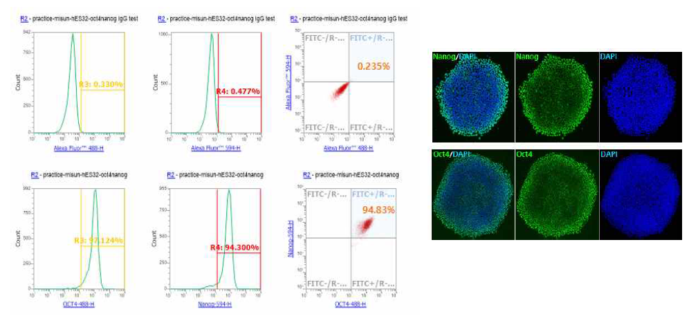 Oct4+: 97.124%, Nanog+: 94.3%, Oct4+Nanog+: 94.83% 로 해동 후에도 pluripotent marker의 발현이 잘 유지되고 있는 것으로 관찰 하였으며_좌, 면역형광염색으로도 확인 함_우