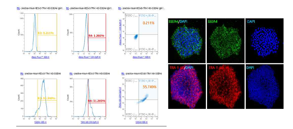 SSEA4+: 93.340%, TRA1-60+: 51.205%, SSEA4+TRA1-60+: 55.749%로 hES32 cell line보다는 낮지만, 해동 후에도 pluripotent marker의 발현이 잘 유지되고 있는 것으로 관찰 하였으며_좌, 면역형광염색으로도 확인 함_우