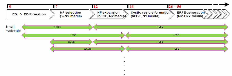 RPE 제조 단계의 다양한 시기 별 small molecule 처리 및 기간 (C:CKI-7, S:SB431542, B:BMP4)