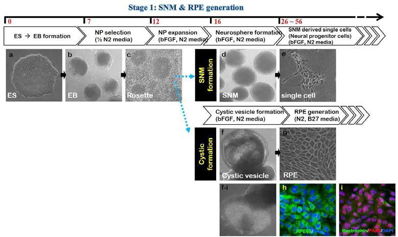 SNM & RPE generation from SNUhES43