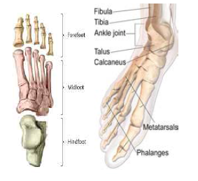 사람 발의 구조