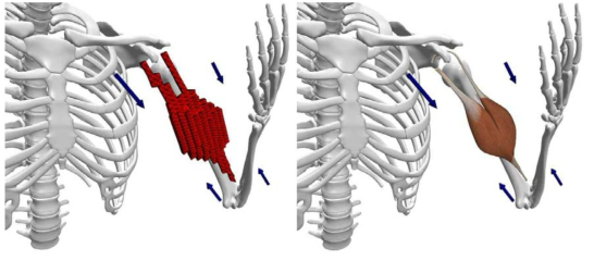 부피를 가지는 근육 시뮬레이션
