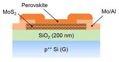 하이브리드 페로브스카이트 -MoS2 포토트랜지스터의 모식도