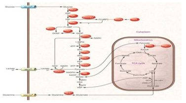 암세포에서의 aerobic glycolysis 와 glutaminolysis