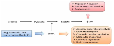 Lactate dehydrogenase A (LDHA)의 역할