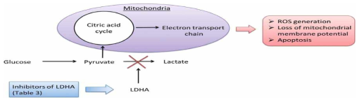 암세포에서 LDHA 저해에 의한 apoptosis