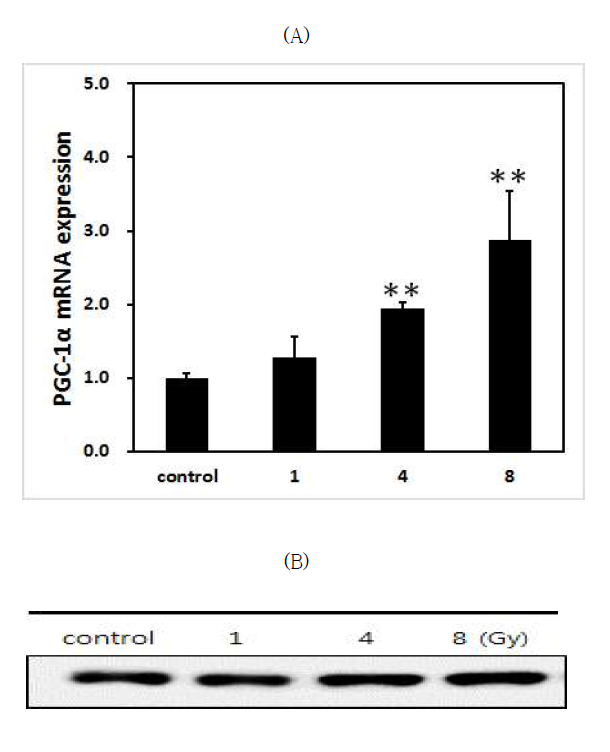 PGC-1α RNA (A) 및 단백질 발현 (B) 증가 효과