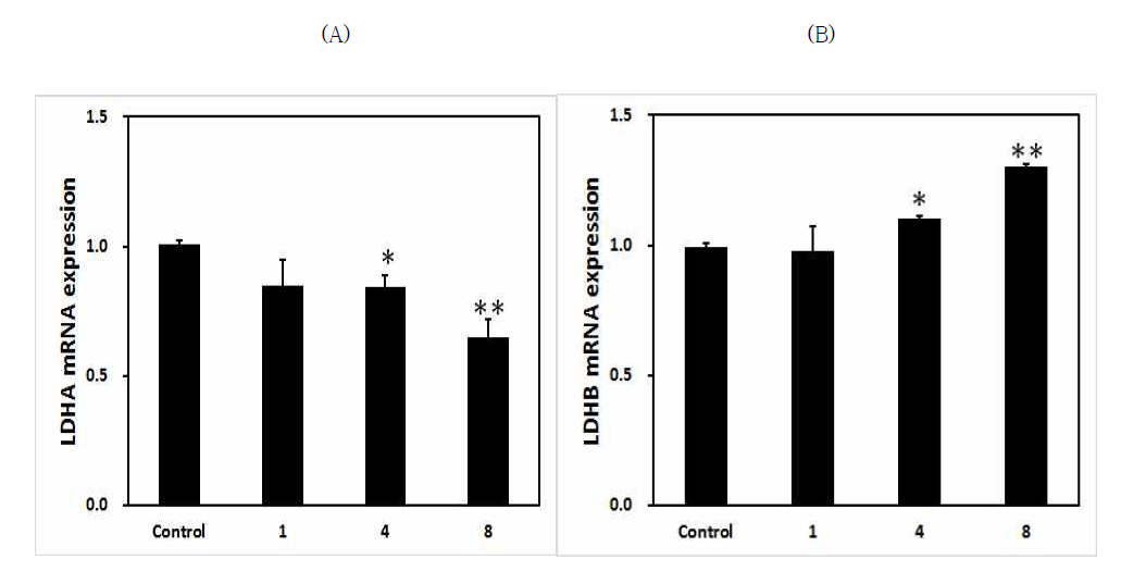 젖산탈수소효소 A (LDH A)의 발현 억제(A) 및 젖산탈수소효소 B(LDH B) 발현 증가(B) 효과