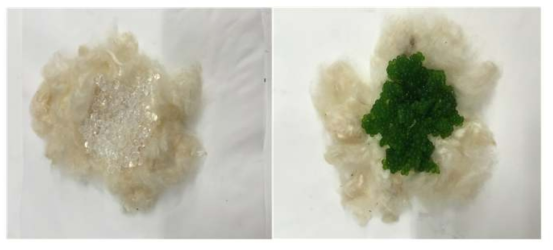 스트론튬 처리 전 카폭섬유위에 도포된 알긴산 비드(좌)와 C. vulgaris 알긴산 비드(우)