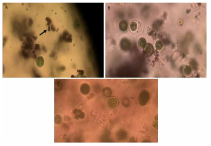 Haematococcus (pamella) encapsulated by alginate bead. (A)스트론튬 처리 1시간 후 염색 결과 (B) 24시간 후 (C) 48시간 후(400X)