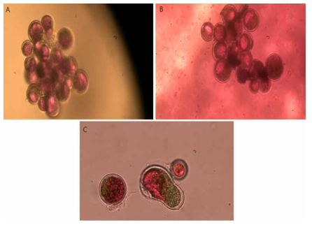 Haematococcus (Red cyst, Freezing Dry) encapsulated by alginate bead. (A)스트론튬 처리 1시간 후 염색 결과 (B) 24시간 후 (C) 48시간 후(400X)