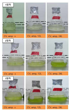 Chlorella vulgaris 배양 조건에 따른 항생제 ampicillin 효과