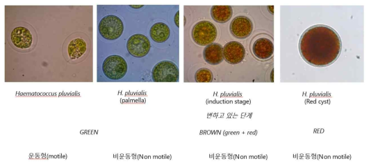 H . pluvialis 세포 주기에 따른 morphology 변화