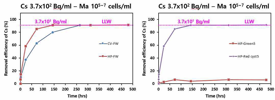 중준위(3.7×102 Bq/ml) 방사성 Cs 오염수 내 H. pluvialis의 핵종제거율(좌)과 세포주기에 따른 핵종제거율(우)의 차이