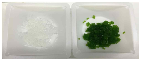 2 mm 직경의 알긴산 비드와(좌) C. vulgaris를 함유한 알긴산 비드(우)