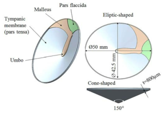 고막의 Elliptic 및 conical 형상을 모방한 진동 다이어프램 설계 형상