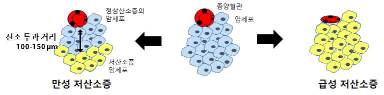 종양 내에 생길 수 있는 만성 저산소증(왼쪽)과 급성 저산소증(오른쪽)