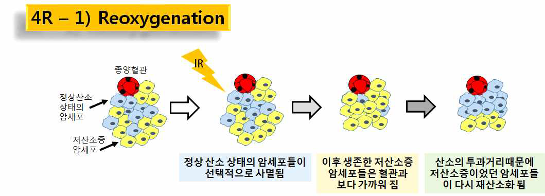 종양의 저선량 방사선 조사 후 유도되는 reoxygenation 현상