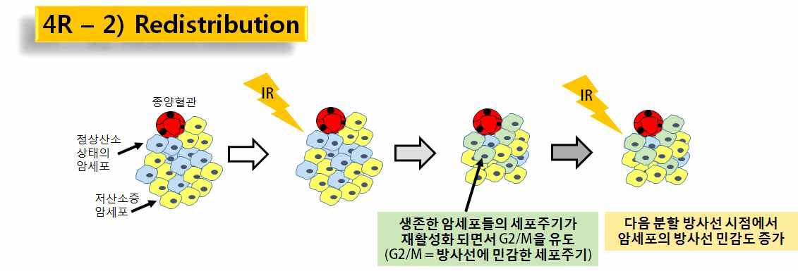 종양의 저선량 방사선 조사 후 유도되는 redistribution 현상