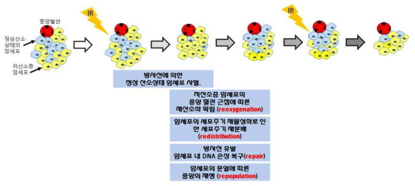 종양의 저선량 방사선 조사 후 유도되는 4R을 종합한 모식도