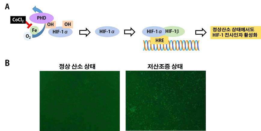 그림 1에서 확립한 저산소증 감지 기술을 탑재한 세포주의 작동기작을 확인하기 위하여 사용한 염화코발트 약물의 작용기작(A)과 세포주가 저산소증 상태에서만 GFP를 발현하는 것을 확인한 결과(B)