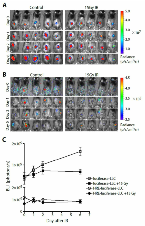 상시 constitutive하게 luciferase를 발현하는 세포주(luciferase LLC)를 사용한 대조군의 피하 종양 (A)과 본 연구진이 확립한 저산소증 감지 세포주 ( 5X HRE -luciferase LLC)를 사용한 피하 종양(B)의 실시간 bioluminescence 이미징 결과(방사선 조사한 그룹(왼쪽)과 그렇지 않은 그룹(오른쪽))와 정량적으로 비교하여 보인 그래프(C)