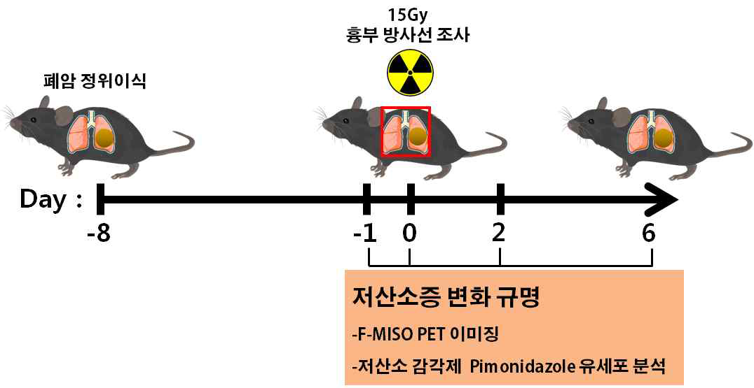 정위이식 폐암 모델에서 고선량 방사선 후 저산소증 변화 및 reoxygenation 변화 규명 연구