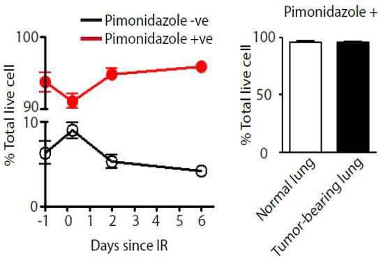 저산소 감각제인 Pimonidazole을 이용하여 정위이식 폐암의 저산소증을 유세포분석으로 확인한 결과