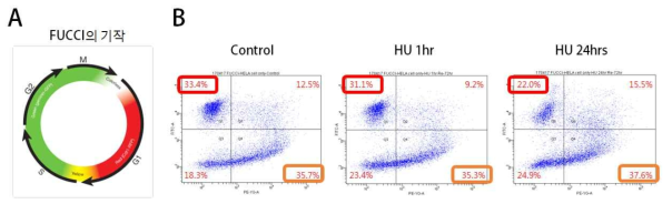 Fucci의 작동기작(A)과 hydroxyurea (HU)를 처리함으로써 G1 arres를 유도하여 FACS로 분석한 Fucci가 감염된 HeLa 세포주 (B)