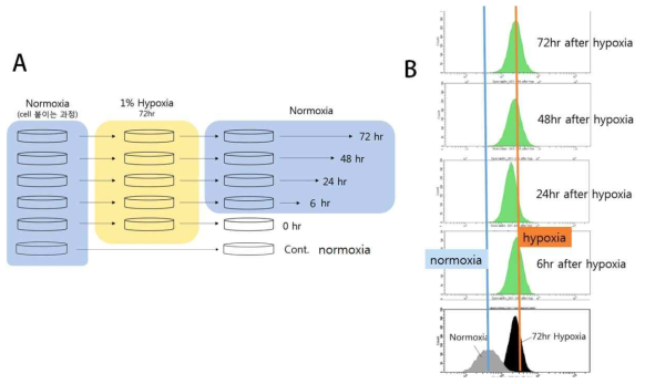 HRE-GFP를 발현하는 Lewis lung carcinoma를 저산ㅅ증 상태에서 배양한 후 GFP 시그널을 FACS로 분석한 결과. A, 실험 방법을 정리한 그림. B, GFP 시그널을 감지한 FACS 히스토그램 결과. 저산소증이 유지되면 GFP 시그널이 증가함을 관찰 할 수 있음