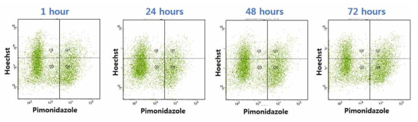 In vivo 종양에서 3일 이상 지속되는 pimonidazole을 FACS로 감지함