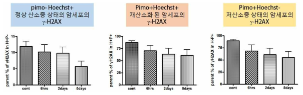 In vivo 종양에서 15 Gy 고선량 방사선 조사 직전, 조사 후 6시간, 2일, 5일에 분석한 정상산소증 (왼쪽 바그래프), 재산소화 (중간 바그래프), 저산소증 상태 (오른쪽 바그래스)의 암세포 집단에서 DNA repair 정도인 gamma H2AX를 FACS 분석한 결과