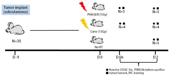 통상적 방사선 조사와 초고속 방사선 (FLASH 또는 PHASER) 조사 간 종양 및 종양 혈관에 미치는 영향 실험 일정