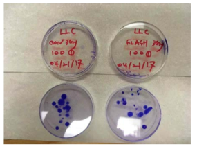 LLC를 이용한 통상적 방사선 조사법와 FLASH 조사법의 clonogenic assay