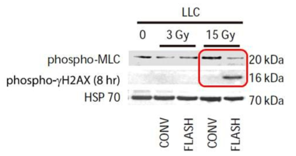 통상적 방사선 (CONV) 또는 FLASH 초고속 방사선 조사 8시간 후 암세포 (LLC)에서 감지되는 DNA 손상 인자 (phospho-γ H2AX)에 대한 western blot으로 수행한 결과