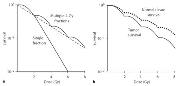 a. 저선량을 분할 방사선 조사 했을 때 (multiple 2-Gy fractions)와 단일 조사했을 때 (single fraction)의 세포 사멸 정도. b. 저선량 분할 방사선 시 유도되는 정상조직 손상 (점선)과 종양의 생존정도 (실선). Timmerman et al., 2007