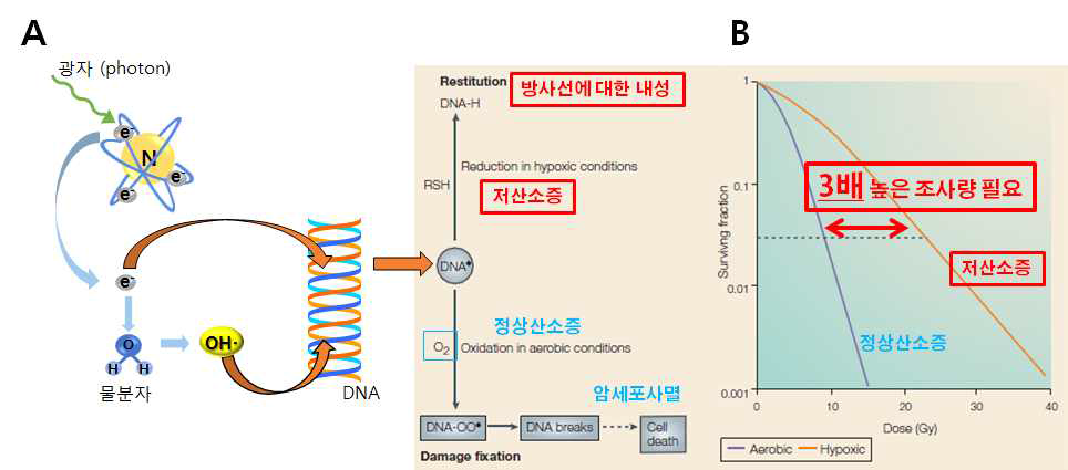 A. 방사선에 의한 세포사멸 기작과 산소 의존도. B. 저산소증 암세포의 방사선에 의한 세포사멸은 정상산소 상태 보다 약 3배 많은 방사선량이 필요함. Brown & Wilson, 2004