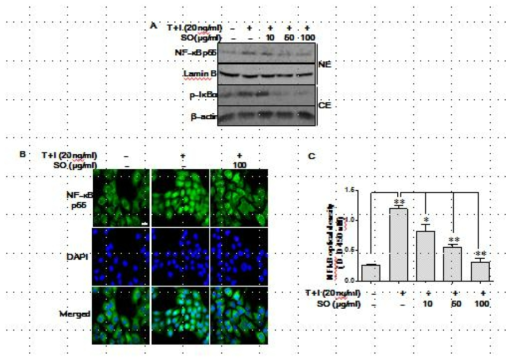 SO suppresses the TNFα/IFNγ-induced NF-κB activation in HaCaT cells. Cells were pretreated