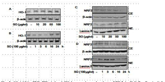 SO inhibits TNFα/IFNγ-induced HO-1 expression and activates NRF-2 in HaCaT cells. A. Cells