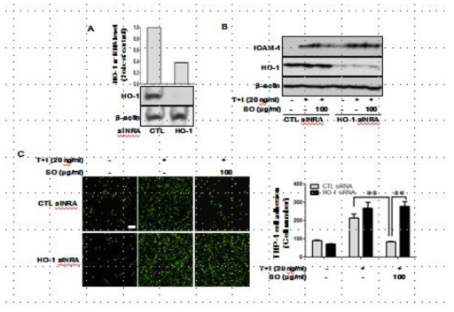 HO-1 expression mediates inhibitory effect of SO on TNFα/IFNγ-induced ICAM-1 expression