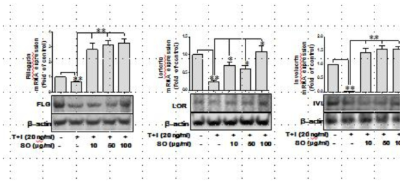 HO-1 expression mediates inhibitory effect of SO on TNFα/IFNγ-induced FIL, IVL and LOR