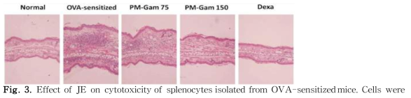 Effect of JE on histological feature of ear’s skin in OVA-sensitized mice. Ear’s skin was