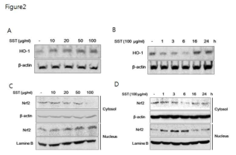 HaCaT cells were treated with indicated various concentrations of SST for 24 h (A), or treated with 100 μg/ml of SST