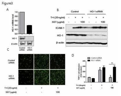 HaCaT cells were transfected with control siRNA and HO-1 siRNA for 48 h. Then, the levels of HO-1 mRNA and