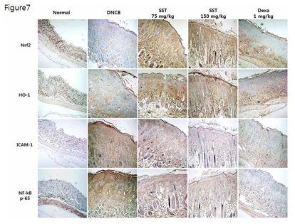 Nrf2, HO-1, ICAM-1 and NF-κB expression levels in dorsal skin tissue were analyzed by IHC staining using anti-Nrf2,