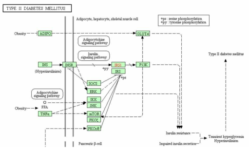 이형당뇨 pathway 일부