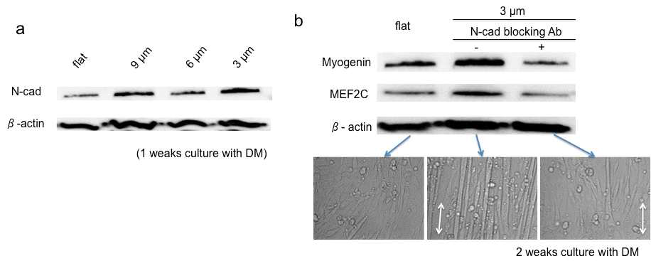 마이크로 구조체 기판의 패턴 사이즈에 따른 Ca(2+)-dependent cell-cell adhesion 분자인 N-cadherin의 발현정도 확인 (a) 및 N-cadherin 블러킹에 따른 근육특이적 유전자인 myogenin 및 Myocyte-specific enhancer factor 2C (MEF2C)의 단백질 발현도를 웨스턴 블러팅을 통해 확인 (b)