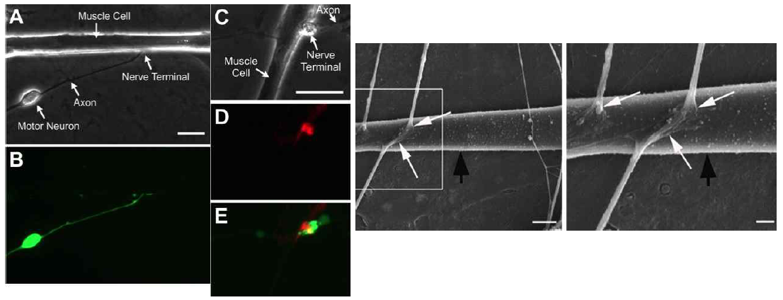 마이크로 구조체 기판을 이용한 성숙한 근육세포 운동신경 공배양을 통한 신경－근육접합부 형성 광학 및 염색이미지(오른쪽 a, b, c, d, e) 및 전자현기경 이미지 (오른쪽)